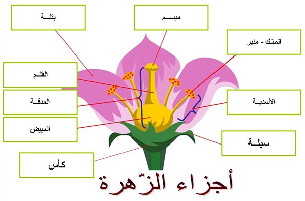 انواع الزهور واسمائها بالعربي