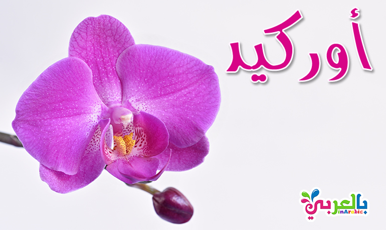معنى اسم أوركيد