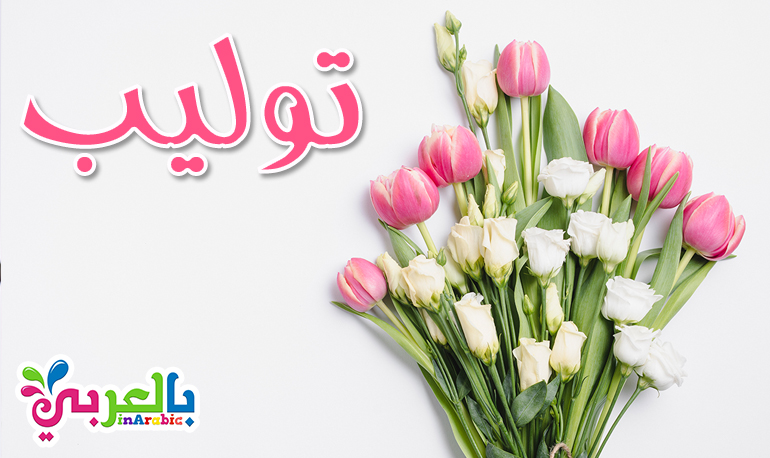 معنى اسم توليب