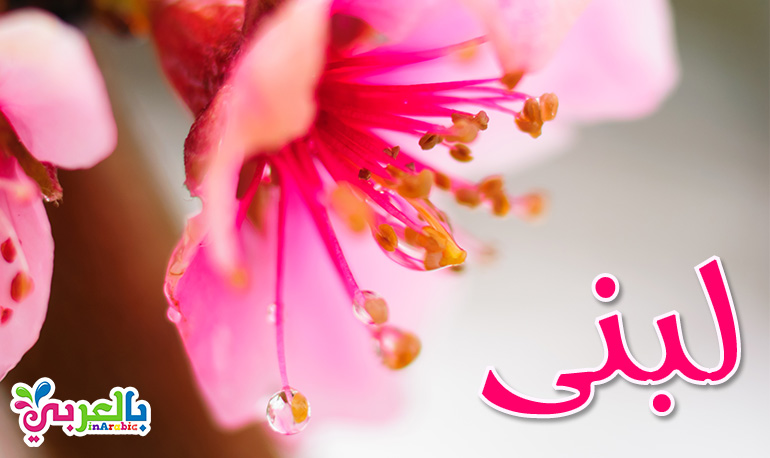 معنى اسم لبنى