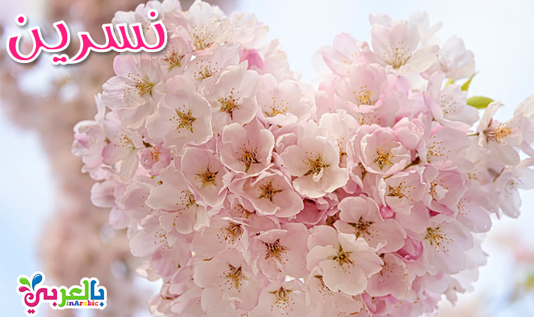 معنى اسم نسرين
