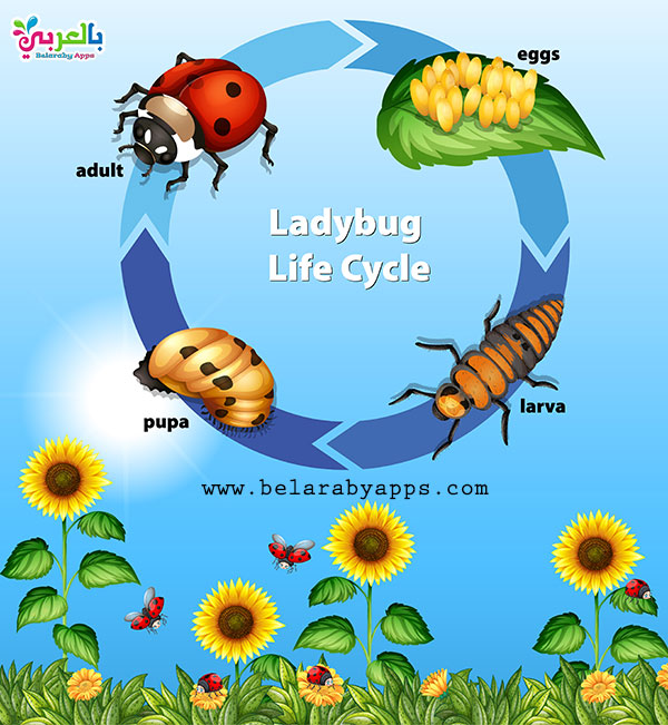 Life Cycle Of Animals For Kids