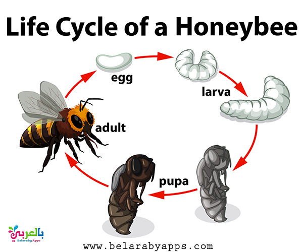 Animal Life Cycle Diagram - Science Posters For Kids ⋆ BelarabyApps
