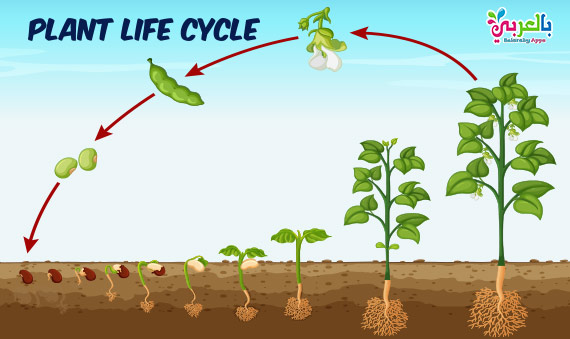 life processes in plants