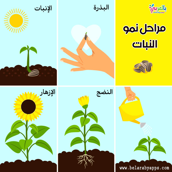 Plant Life Cycle Diagram For Kids Science Posters Ø¨Ø§ÙØ¹Ø±Ø¨Ù ÙØªØ¹ÙÙ